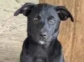 Cachorro raça SRD-ViraLata idade 2 a 6 meses nome Pretinha