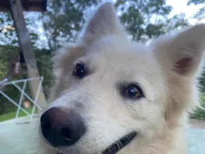 Cachorro raça SRD-ViraLata idade 1 ano nome Spark
