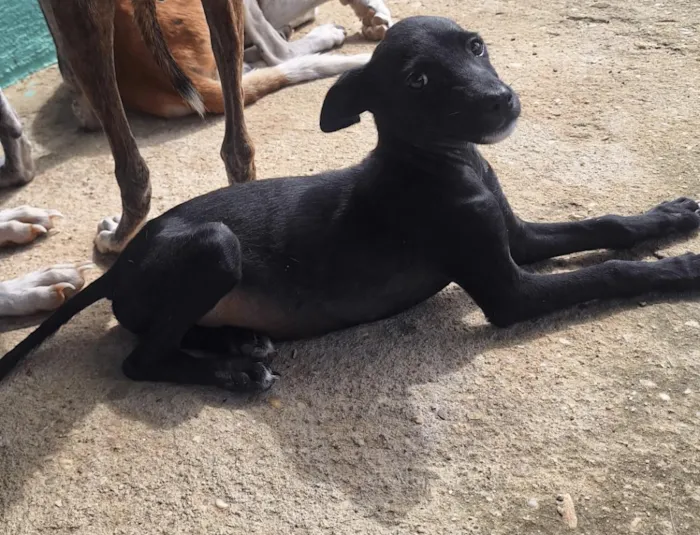 Cachorro raça SRD-ViraLata idade 2 a 6 meses nome Pretinha 