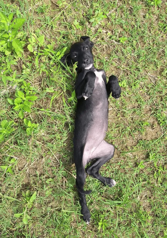 Cachorro raça SRD-ViraLata idade 2 a 6 meses nome Pretinha 