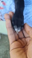 Pretinha 