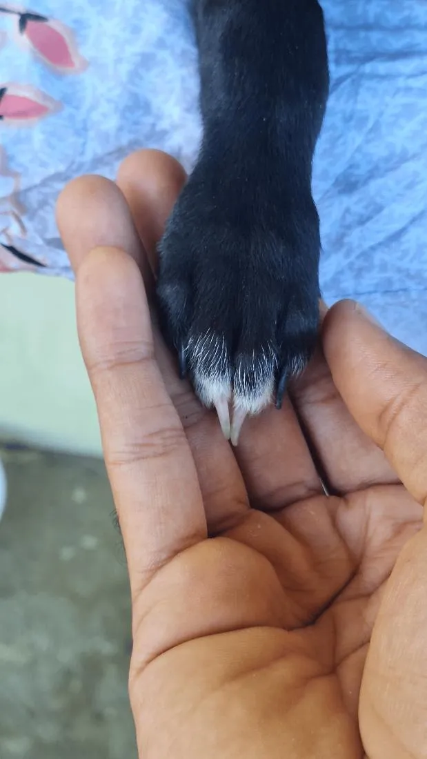 Cachorro raça SRD-ViraLata idade 2 a 6 meses nome Pretinha 