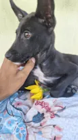 Pretinha 