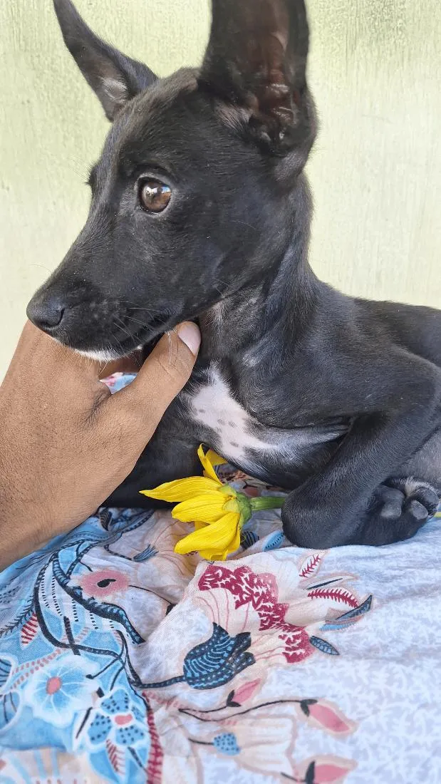 Cachorro raça SRD-ViraLata idade 2 a 6 meses nome Pretinha 