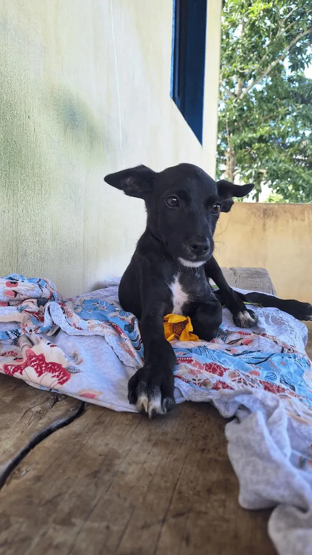 Cachorro raça SRD-ViraLata idade 2 a 6 meses nome Pretinha 