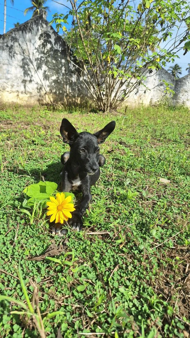 Cachorro raça SRD-ViraLata idade 2 a 6 meses nome Pretinha 