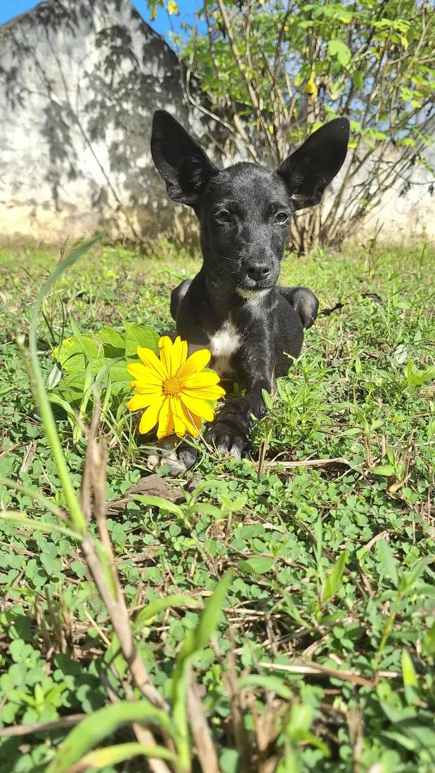 Cachorro raça SRD-ViraLata idade 2 a 6 meses nome Pretinha 