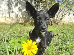 Cachorro raça SRD-ViraLata idade 2 a 6 meses nome Pretinha 