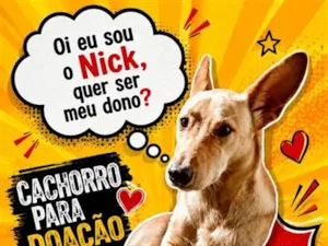 Cachorro raça SRD-ViraLata idade 2 a 6 meses nome Nick