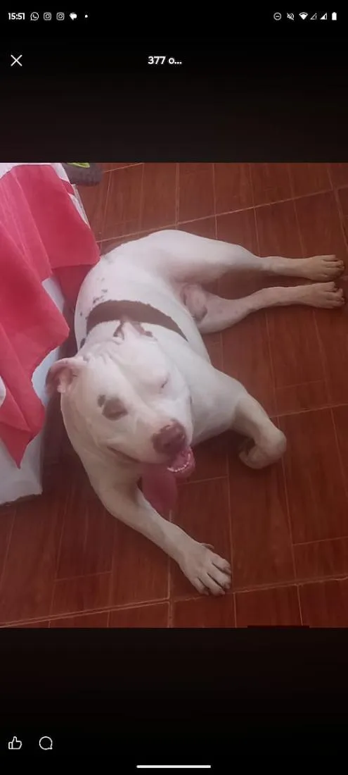 Cachorro raça Pit-Bull idade 4 anos nome Zeus