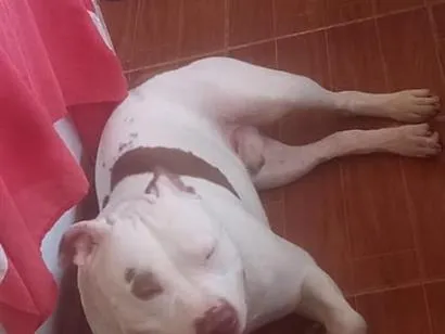 Cachorro raça Pit-Bull idade 4 anos nome Zeus