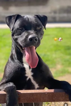Cachorro raça Pit-Bull idade 3 anos nome Thor e Pitchuca