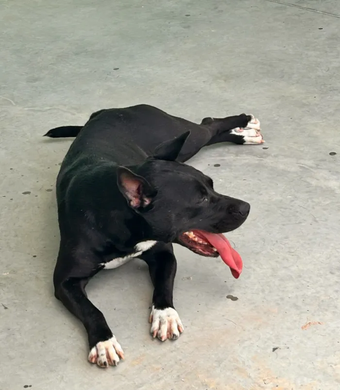 Cachorro raça Pit-Bull idade 3 anos nome Thor e Pitchuca