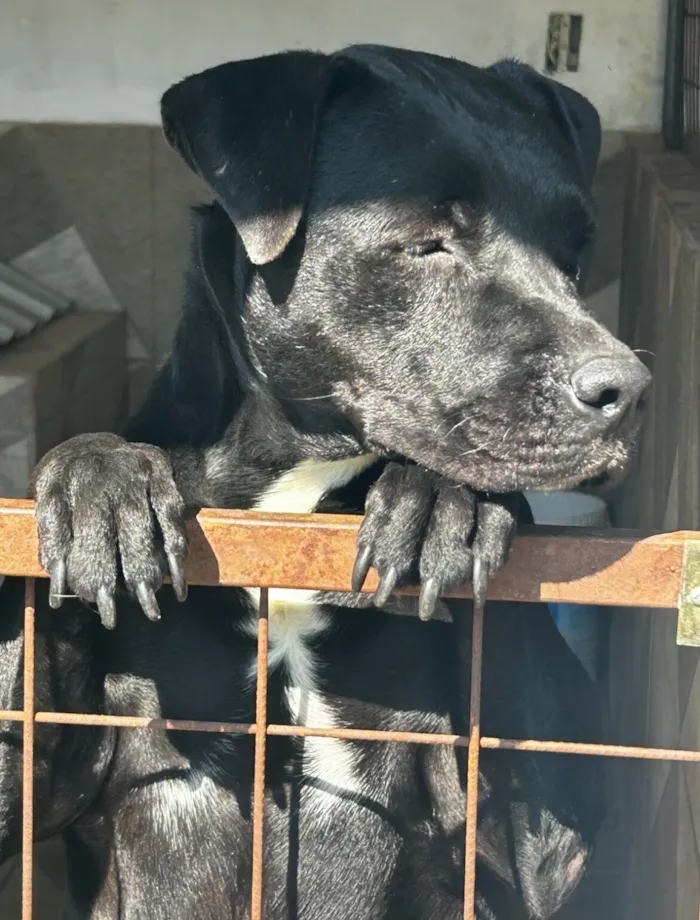 Cachorro raça Pit-Bull idade 3 anos nome Thor e Pitchuca