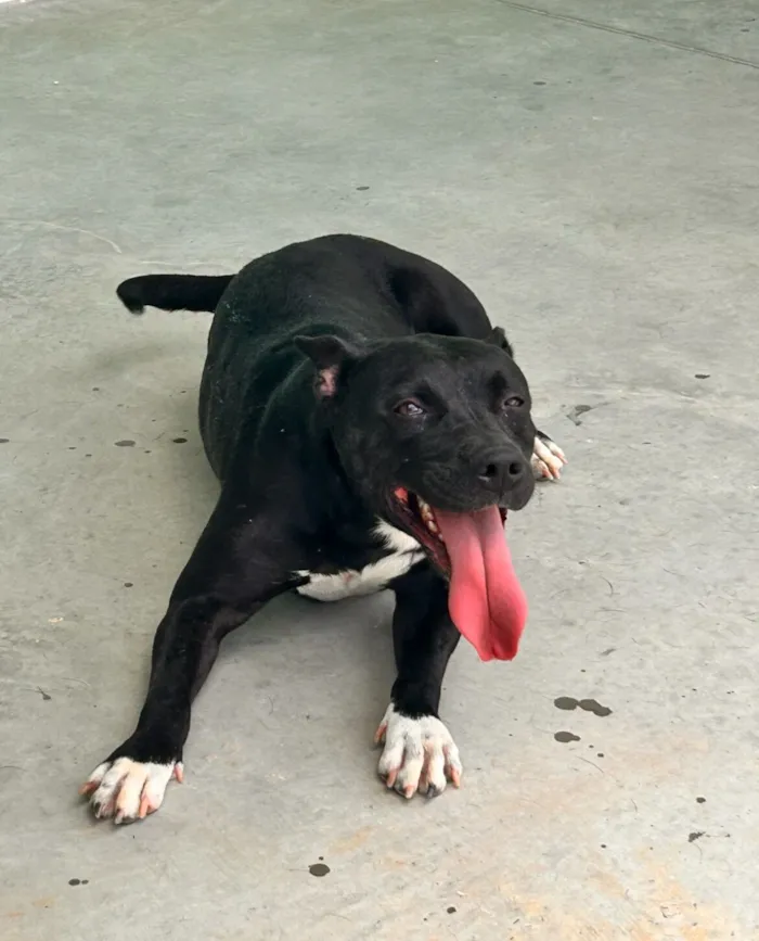 Cachorro raça Pit-Bull idade 3 anos nome Thor e Pitchuca