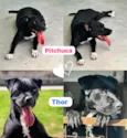 THOR e PITCHUCA 
