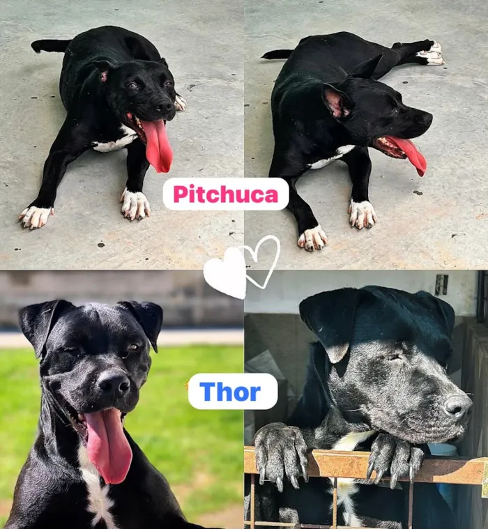 Cachorro raça Pit-Bull idade 3 anos nome THOR e PITCHUCA 