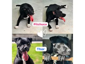Cachorro raça Pit-Bull idade 3 anos nome THOR e PITCHUCA 