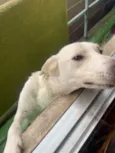 Pipoca 