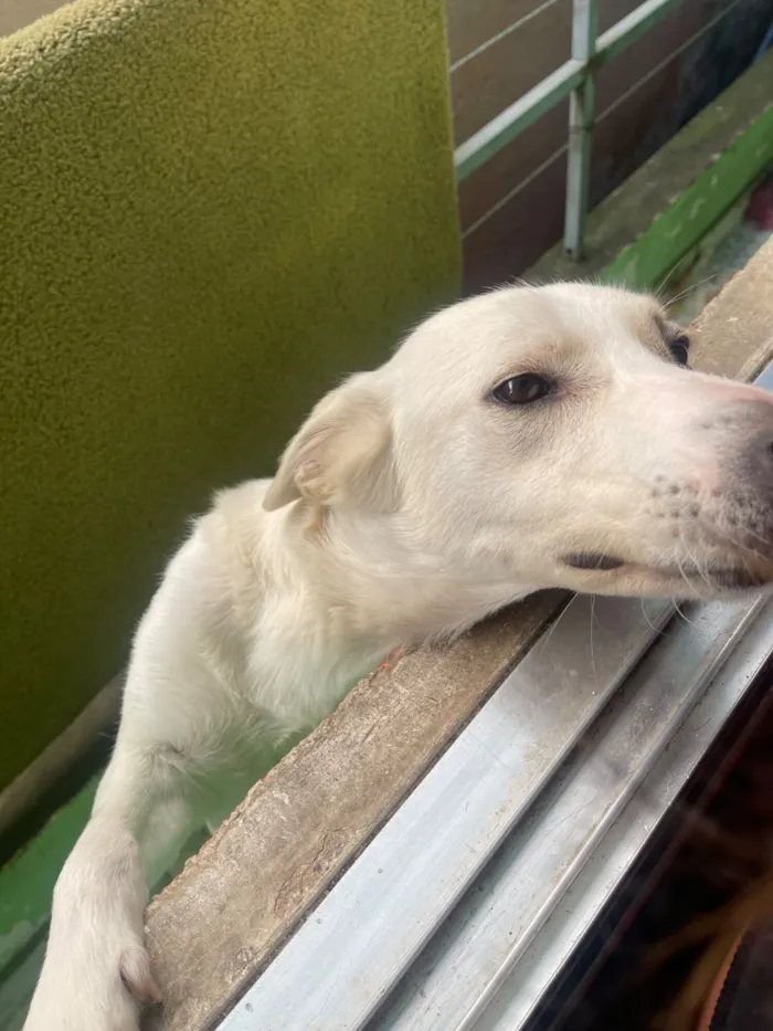 Cachorro raça SRD-ViraLata idade 2 anos nome Pipoca 