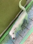 Pipoca 