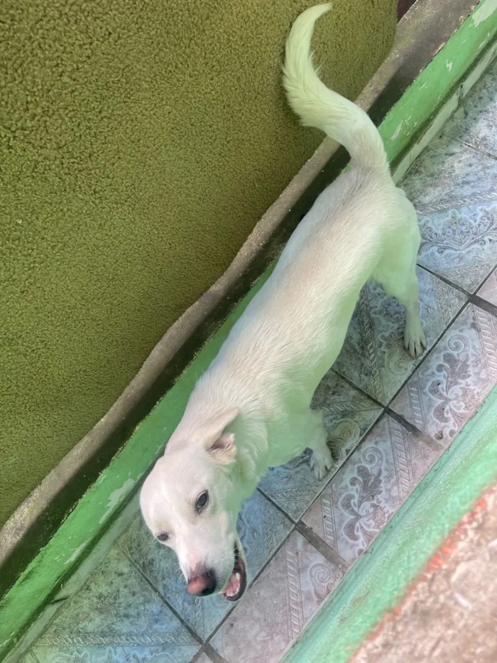 Cachorro raça SRD-ViraLata idade 2 anos nome Pipoca 