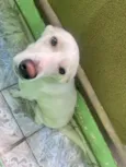 Pipoca 