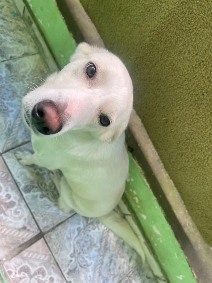 Cachorro raça SRD-ViraLata idade 2 anos nome Pipoca 