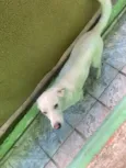 Pipoca 