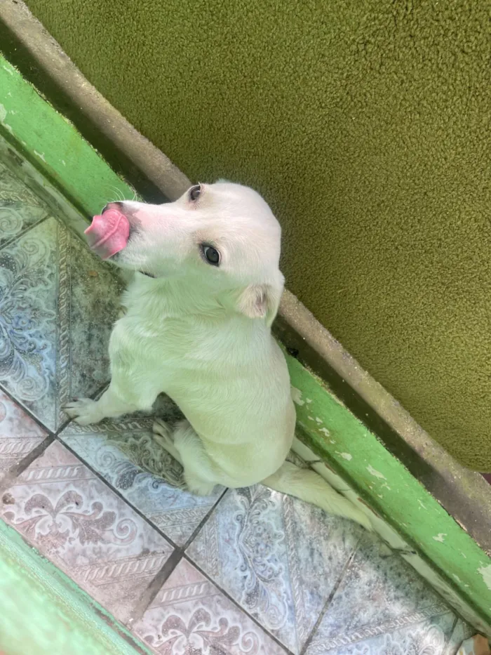 Cachorro raça SRD-ViraLata idade 2 anos nome Pipoca 