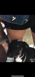 Maya