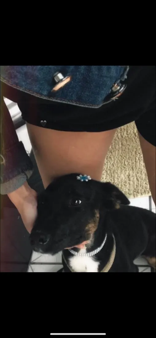 Cachorro raça SRD-ViraLata idade 1 ano nome Maya