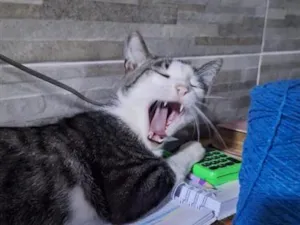 Gato raça SRD-ViraLata idade 1 ano nome Bartolomeu