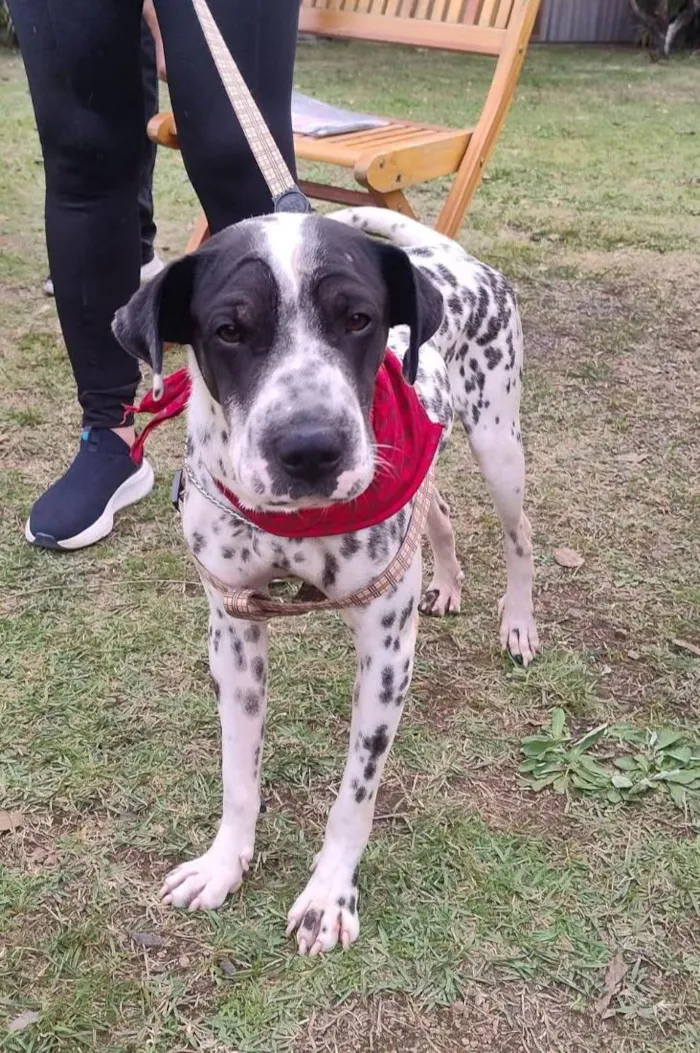 Cachorro raça SRD-ViraLata idade 2 anos nome Dálmata 