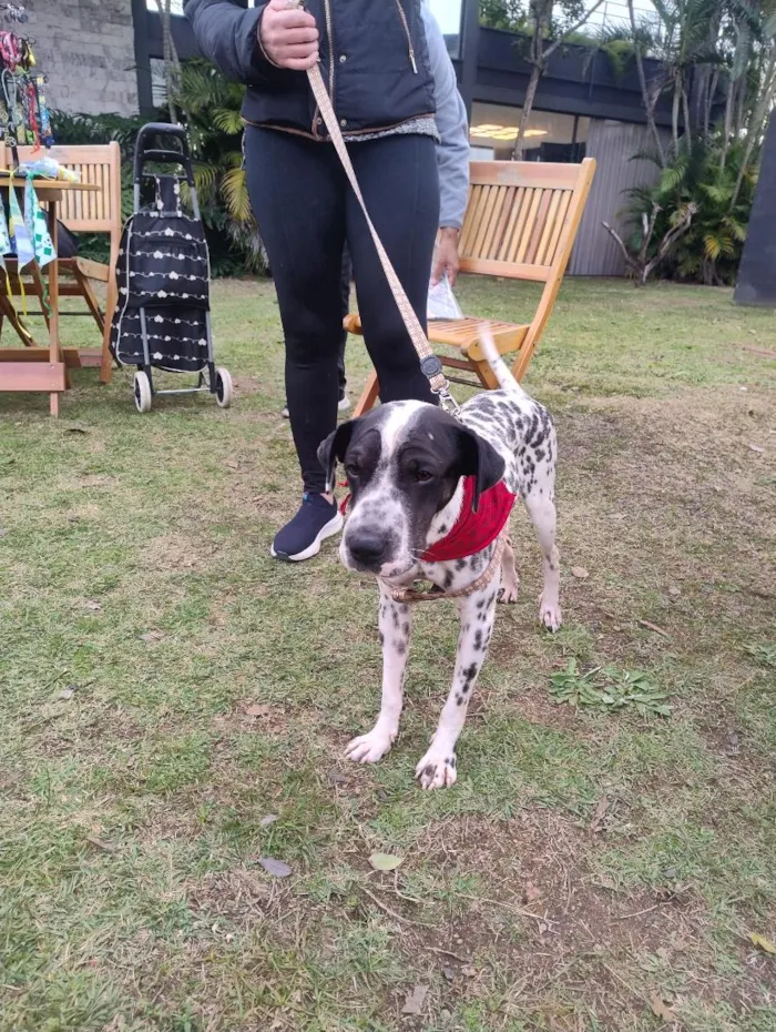Cachorro raça SRD-ViraLata idade 2 anos nome Dálmata 