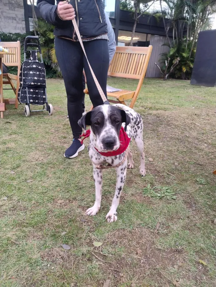 Cachorro raça SRD-ViraLata idade 2 anos nome Dálmata 