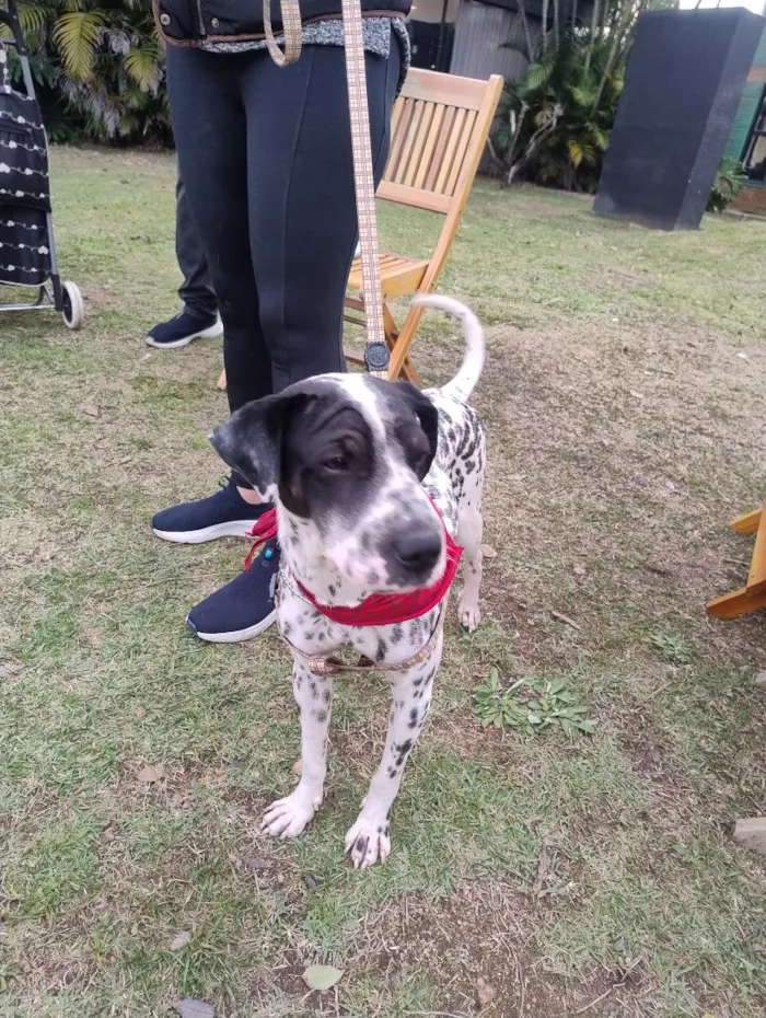 Cachorro raça SRD-ViraLata idade 2 anos nome Dálmata 