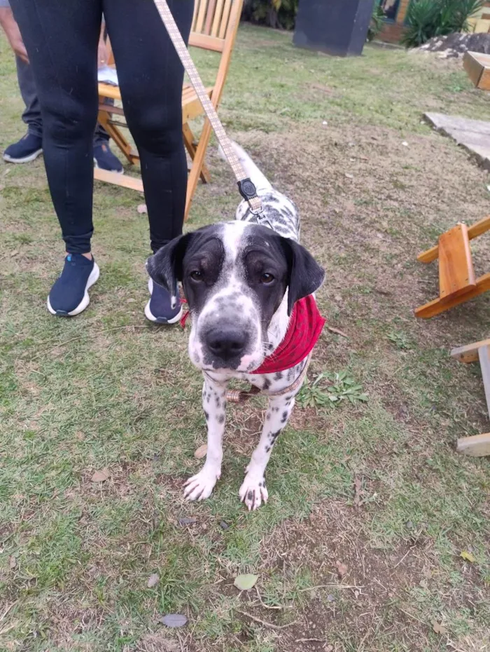 Cachorro raça SRD-ViraLata idade 2 anos nome Dálmata 