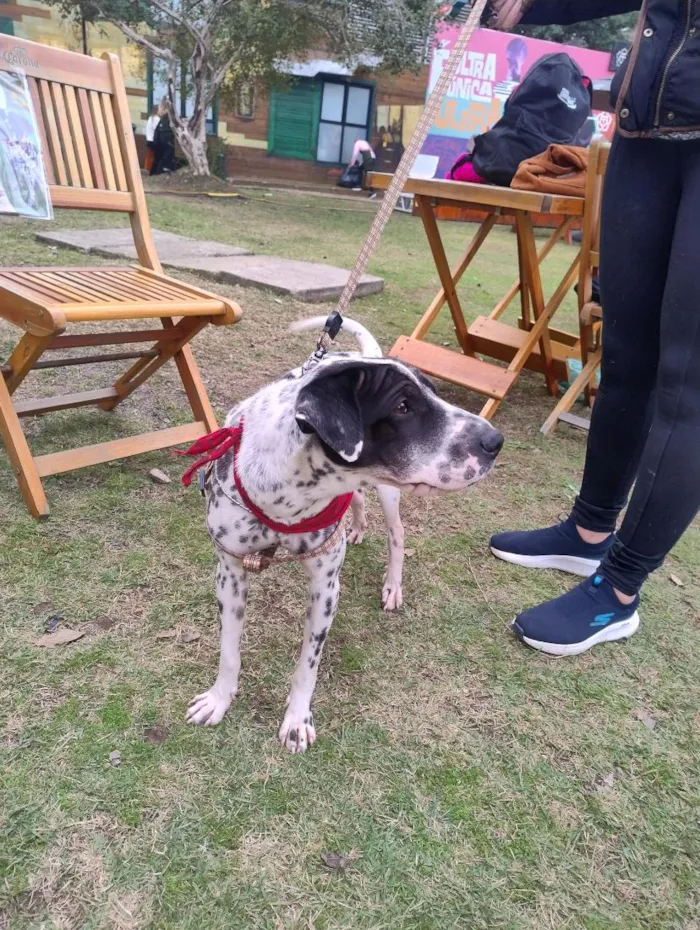 Cachorro raça SRD-ViraLata idade 2 anos nome Dálmata 