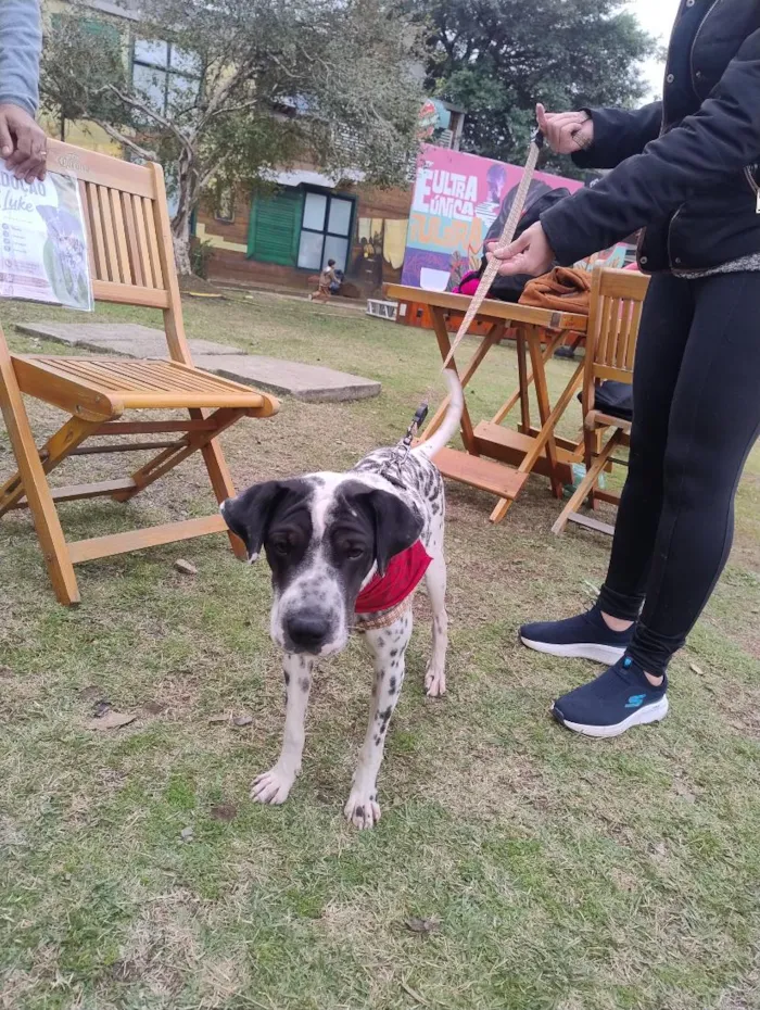Cachorro raça SRD-ViraLata idade 2 anos nome Dálmata 