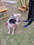 Dálmata