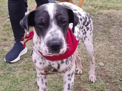 Cachorro raça SRD-ViraLata idade 2 anos nome Dálmata 
