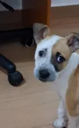 Bella