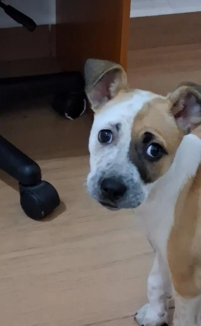 Cachorro raça SRD-ViraLata idade 2 a 6 meses nome Bella