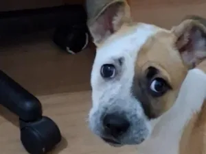 Cachorro raça SRD-ViraLata idade 2 a 6 meses nome Bella