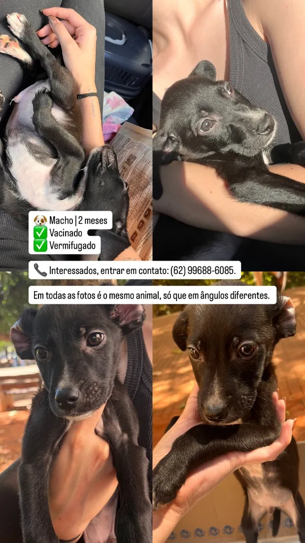 Cachorro raça SRD-ViraLata idade Abaixo de 2 meses nome Pretinho