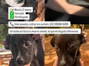 Cachorro raça SRD-ViraLata idade Abaixo de 2 meses nome Pretinho