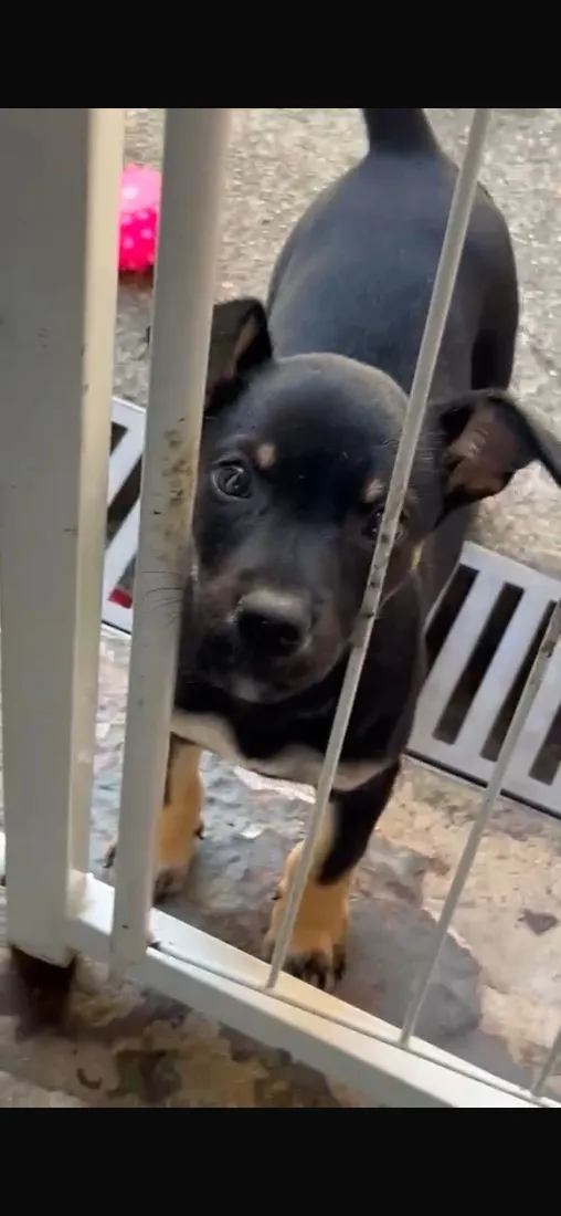 Cachorro raça SRD-ViraLata idade 2 a 6 meses nome Skye