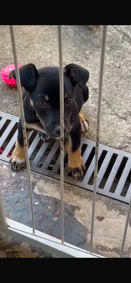 Cachorro raça SRD-ViraLata idade 2 a 6 meses nome Skye