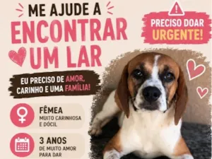 Cachorro raça SRD-ViraLata idade 3 anos nome Dori